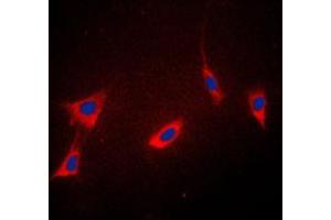 Immunofluorescent analysis of Cyclophilin F staining in K562 cells. (PPIF Antikörper  (Center))