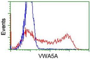 HEK293T cells transfected with either RC212185 overexpress plasmid (Red) or empty vector control plasmid (Blue) were immunostained by anti-VWA5A antibody (ABIN2453785), and then analyzed by flow cytometry. (VWA5A Antikörper)