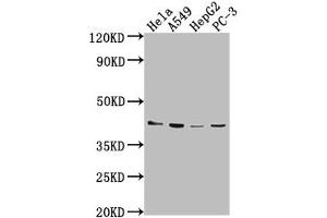 Western Blot Positive WB detected in: Hela whole cell lysate, A549 whole cell lysate, HepG2 whole cell lysate, PC-3 whole cell lysate All lanes: LPAR6 antibody at 1:2000 Secondary Goat polyclonal to rabbit IgG at 1/50000 dilution Predicted band size: 40 kDa Observed band size: 40 kDa (LPAR6 Antikörper  (AA 292-313))