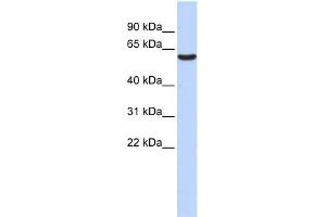 WB Suggested Anti-GABRB3 Antibody Titration:  0.