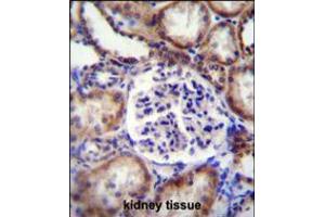 EFNB2 Antibody immunohistochemistry analysis in formalin fixed and paraffin embedded human kidney tissue followed by peroxidase conjugation of the secondary antibody and DAB staining. (Ephrin B2 Antikörper  (AA 157-186))