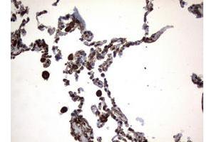 Image no. 1 for anti-Vimentin (VIM) (AA 210-466) antibody (ABIN1491200) (Vimentin Antikörper  (AA 210-466))