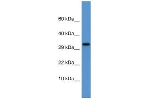 WB Suggested Anti-Apof Antibody Titration:  0.