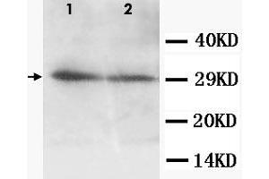 Western Blot analysis of AQP5 expression from cell extracts with AQP5 polyclonal antibody . (Aquaporin 5 Antikörper  (C-Term))