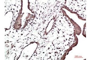 Immunohistochemical analysis of paraffin-embedded Human Placenta Tissue using HP-1γ Mouse mAb diluted at 1:200. (CBX3 Antikörper)