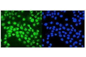 IF analysis of IRF1 using anti-IRF1 antibody (ABIN7600281). (IRF1 Antikörper  (AA 170-315))
