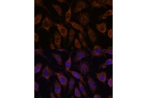 Immunofluorescence analysis of L929 cells using SUCLG1 antibody (ABIN7270623) at dilution of 1:100.