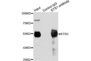 Immunoprecipitation analysis of 200ug extracts of Jurkat cells using 1ug ETS1 antibody (ABIN6293299).