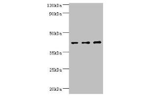 Western blot All lanes: Leukocyte elastase inhibitor antibody at 4 μg/mL Lane 1: MCF-7 whole cell lysate Lane 2: Hela whole cell lysate Lane 3: HepG2 whole cell lysate Secondary Goat polyclonal to rabbit IgG at 1/10000 dilution Predicted band size: 43, 27 kDa Observed band size: 43 kDa