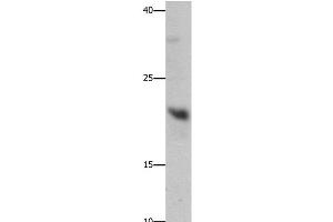 Western Blot analysis of Mouse liver tissue using GFER Polyclonal Antibody at dilution of 1:750 (GFER Antikörper)