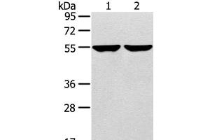 Western Blot analysis of 231 and hepg2 cell using TRIM62 Polyclonal Antibody at dilution of 1:400 (TRIM62 Antikörper)
