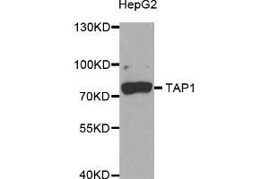 Western blot analysis of extracts of HepG2 cells, using TAP1 antibody (ABIN5973658) at 1/1000 dilution. (TAP1 Antikörper)