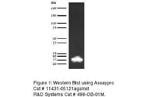 Western Blotting (WB) image for anti-Leptin (LEP) antibody (Biotin) (ABIN613249) (Leptin Antikörper  (Biotin))