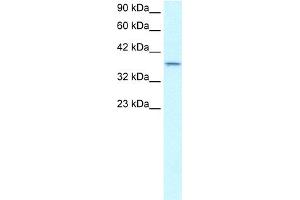 WB Suggested Antibody Titration:  0. (SMAD7 Antikörper  (N-Term))