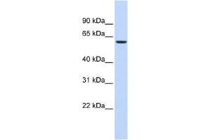 STXBP1 antibody (70R-10566) used at 1. (STXBP1 Antikörper  (Middle Region))