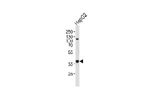 Western blot analysis of lysate from HepG2 cell line, using FGL1 Antibody at 1:1000 at each lane. (FGL1 Antikörper  (C-Term))