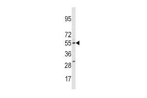 Western blot analysis of anti-CYP11A1 Antibody (N-term) (ABIN392388 and ABIN2842016) in HepG2 cell line lysates (35 μg/lane). (CYP11A1 Antikörper  (N-Term))