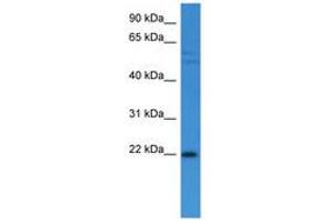 Image no. 1 for anti-Growth Arrest and DNA-Damage-Inducible, alpha (GADD45A) (AA 90-139) antibody (ABIN6746772) (GADD45A Antikörper  (AA 90-139))