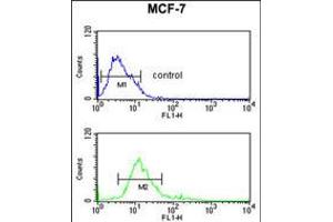 Flow cytometric analysis of MCF-7 cells (bottom histogram) compared to a negative control cell (top histogram). (IMPDH2 Antikörper  (AA 180-210))