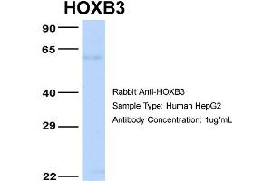 Host: Rabbit Target Name: HOXB3 Sample Type: HepG2 Antibody Dilution: 1. (HOXB3 Antikörper  (N-Term))