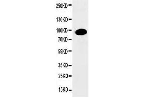 Anti-PKC alpha antibody, Western blotting WB: HELA Cell Lysate (PKC alpha Antikörper  (N-Term))