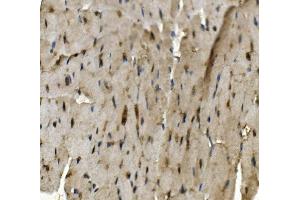 IHC analysis of Rad9b using anti-Rad9b antibody (ABIN7599360). (RAD9B Antikörper  (AA 1-403))