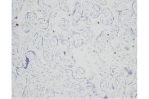 Immunohistochemistry (IHC) image for anti-Resistin (RETN) antibody (ABIN181156) (Resistin Antikörper)