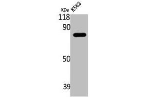 Western Blot analysis of K562 cells using LRRC41 Polyclonal Antibody (LRRC41 Antikörper  (Internal Region))