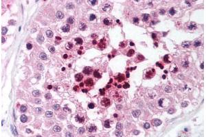 Human Testis (formalin-fixed, paraffin-embedded) stained with RIF1 antibody ABIN214034 at 5 ug/ml followed by biotinylated goat anti-rabbit IgG secondary antibody ABIN481713, alkaline phosphatase-streptavidin and chromogen. (RIF1 Antikörper  (AA 2406-2419))