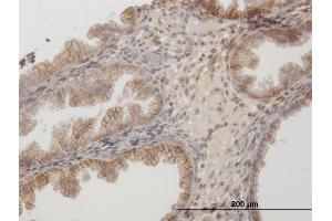 Immunoperoxidase of purified MaxPab antibody to CD44 on formalin-fixed paraffin-embedded human endometrium.
