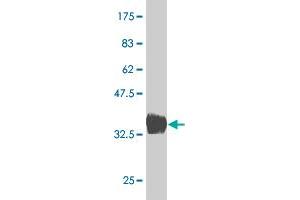 Western Blot detection against Immunogen (36. (BARX1 Antikörper  (AA 1-100))