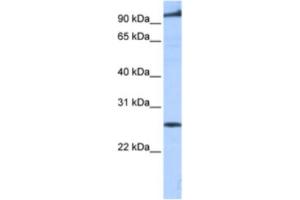 Western Blotting (WB) image for anti-Phosphatidic Acid Phosphatase Type 2 Domain Containing 1B (PPAPDC1B) antibody (ABIN2463314) (PPAPDC1B Antikörper)