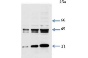 Species+tissue/cell type: Total rat cardiac lysate 1: 8 ug total cardiac lysate 2: 15 ug total cardiac lysate 3: 30 ug total cardiac lysate4: 50 ug total cardiac lysate Primary antibody dilution: 1 ug/ml (Connexin 43/GJA1 Antikörper  (Middle Region))