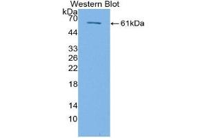 Western Blotting (WB) image for anti-Transforming Growth Factor, beta Receptor III (TGFBR3) (AA 469-724) antibody (ABIN1871472)