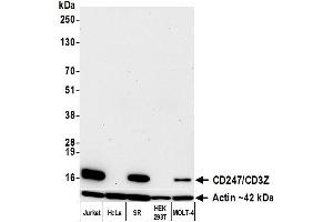 Western Blotting (WB) image for anti-CD247 Molecule (CD247) (C-Term) antibody (ABIN7455240) (Rekombinanter CD247 Antikörper  (C-Term))