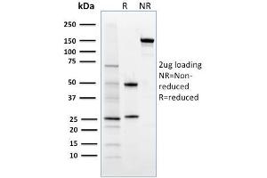 SDS-PAGE Analysis Purified FOXP3 Mouse Monoclonal Antibody (3G3). (FOXP3 Antikörper)