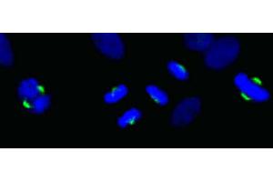 Immunofluorescence (IF) image for anti-Asp (Abnormal Spindle) Homolog, Microcephaly Associated (ASPM) (C-Term) antibody (ABIN7448380)