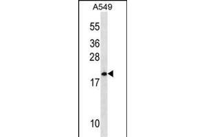 MRPL40 Antibody (C-term) (ABIN1536780 and ABIN2850103) western blot analysis in A549 cell line lysates (35 μg/lane).
