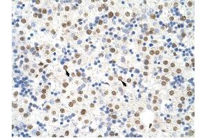 NONO antibody was used for immunohistochemistry at a concentration of 4-8 ug/ml to stain Hepatocytes (arrows) in Human Liver.