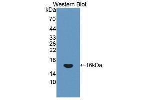 Western Blotting (WB) image for anti-Interferon gamma (IFNG) (AA 24-166) antibody (ABIN1859284) (Interferon gamma Antikörper  (AA 24-166))