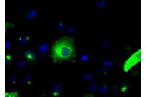 Image no. 8 for anti-Amyloid beta (A4) Precursor Protein (APP) antibody (ABIN1496876) (APP Antikörper)