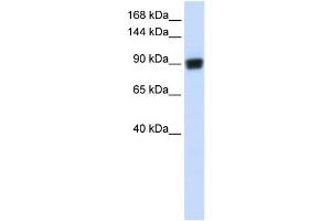 WB Suggested Anti-RAD54B Antibody Titration:  0. (RAD54B Antikörper  (N-Term))
