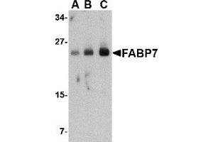 Western Blotting (WB) image for anti-Fatty Acid Binding Protein 7, Brain (FABP7) (Middle Region) antibody (ABIN1030929) (FABP7 Antikörper  (Middle Region))