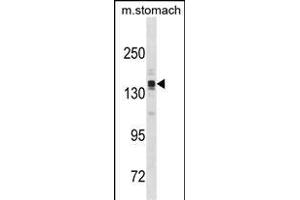 ASTN2 Antibody (N-term) (ABIN1881076 and ABIN2838727) western blot analysis in mouse stomach tissue lysates (35 μg/lane).