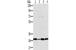 Gel: 8 % SDS-PAGE, Lysate: 40 μg, Lane 1-4: Jurkat cells, hela cells, 293T cells, human thyroid cancer tissue, Primary antibody: ABIN7130584(PEF1 Antibody) at dilution 1/200, Secondary antibody: Goat anti rabbit IgG at 1/8000 dilution, Exposure time: 20 seconds (PEF1 Antikörper)