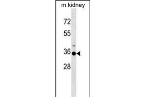 Mouse Hoxa3 Antibody (C-term) (ABIN1537304 and ABIN2848895) western blot analysis in mouse kidney tissue lysates (35 μg/lane).