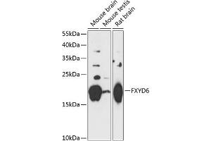 Western blot analysis of extracts of various cell lines, using FXYD6 antibody (ABIN7267279) at 1:3000 dilution. (FXYD6 Antikörper  (AA 1-95))