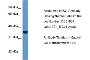 Western Blotting (WB) image for anti-NAD(P)H Dehydrogenase, Quinone 1 (NQO1) (C-Term) antibody (ABIN2788701) (NQO1 Antikörper  (C-Term))
