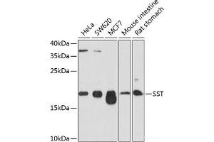 Western blot analysis of extracts of various cell lines using SST Polyclonal Antibody at dilution of 1:1000. (Somatostatin Antikörper)
