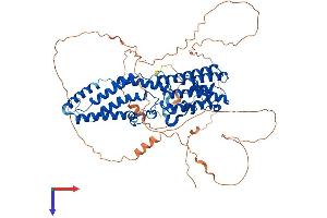 Bestrophin 3 Protein (BEST3) (AA 1-668) (His tag)